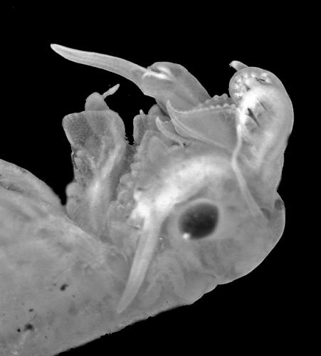 Réf. 118 601 : Chirocephalus diaphanus