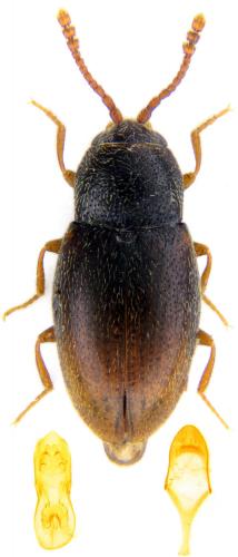 Réf. 118 324 : Atomaria testacea
