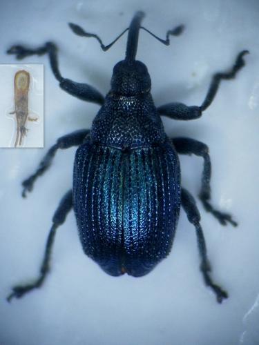 Ceutorhynchus laetus