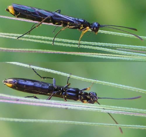 Calameuta haemorrhoidalis