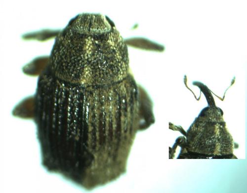 Trichosirocalus troglodytes
