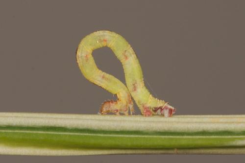 Réf. 118 446 : Eupithecia irriguata