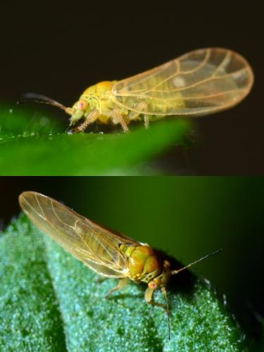 Chamaepsylla hartigii