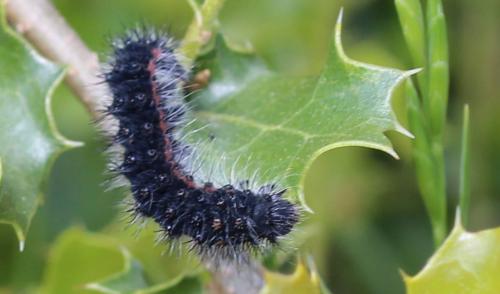 Saturnia pavonia