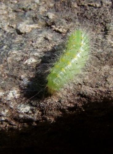 Pterophorus pentadactyla