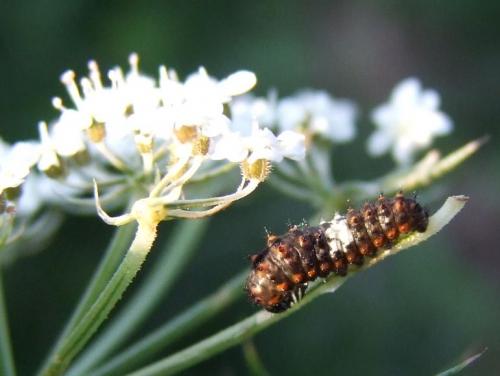Papilio machaon