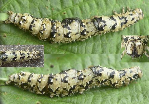 Catocala promissa