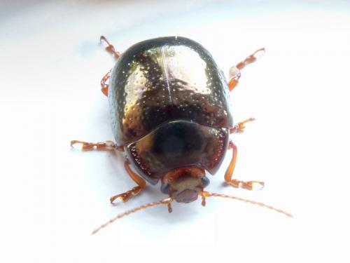 Chrysolina bankii