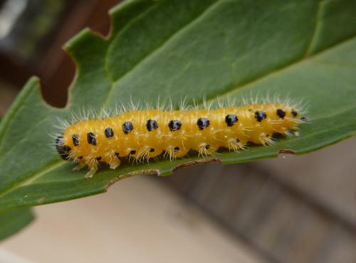 Priophorus grandis