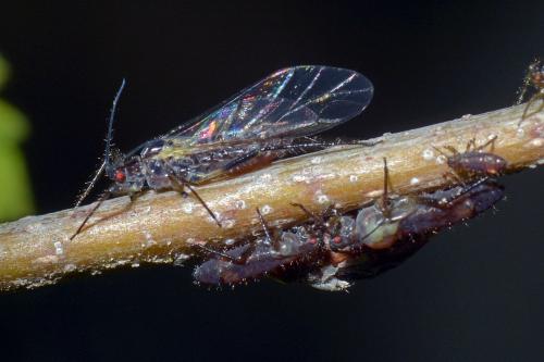 Clethrobius comes