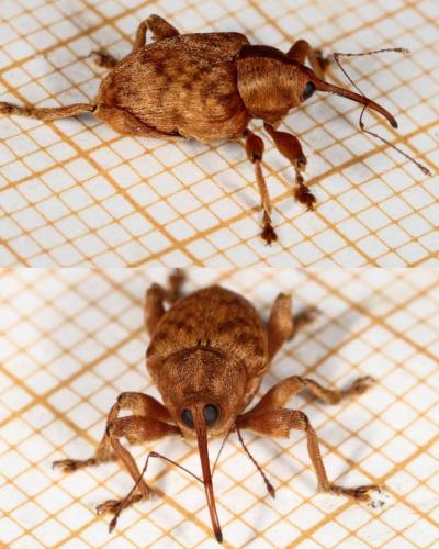 Curculio sp.