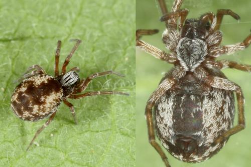 Dictyna arundinacea