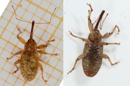 Réf. 118 668 : Dorytomus filirostris