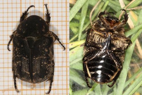 Netocia morio