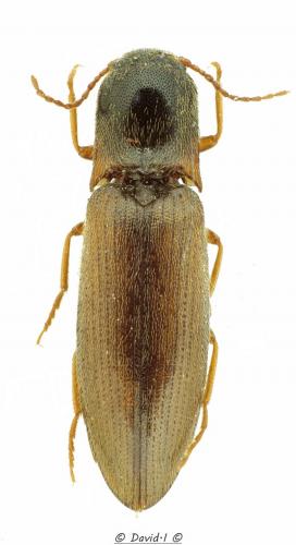 Agriotes sp.