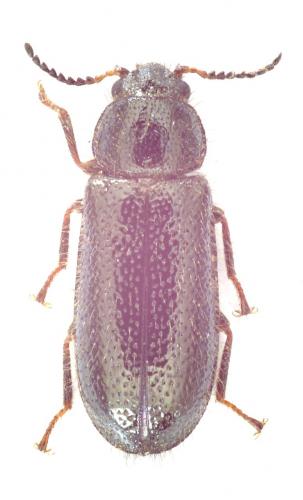 Aplocnemus nigricornis