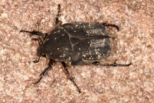 Réf. 118 883 : Netocia morio