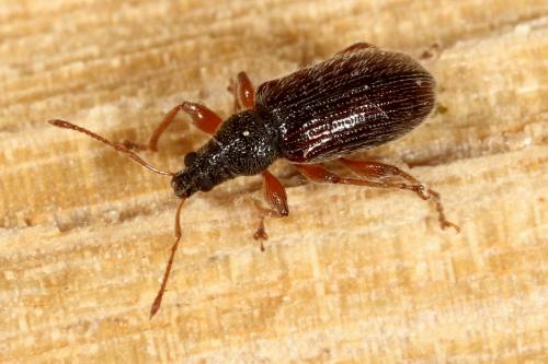 Réf. 118 593 : Phyllobius oblongus