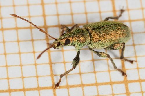 Réf. 118 896 : Phyllobius argentatus