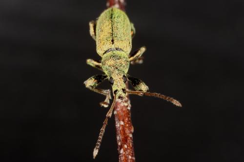 Phyllobius argentatus