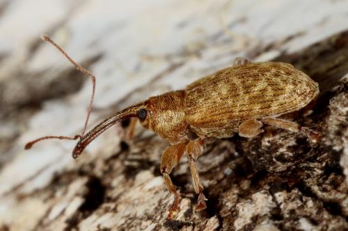 Réf. 118 667 : Dorytomus filirostris