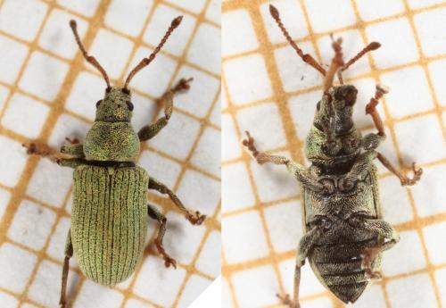 Réf. 118 621 : Phyllobius roboretanus