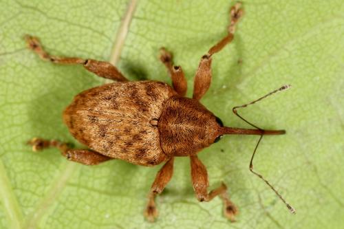 Réf. 118 983 : Curculio sp.