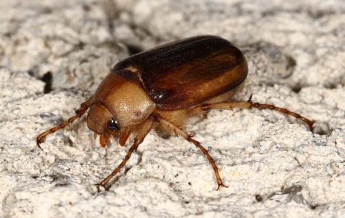 Réf. 118 328 : Rhizotrogus aestivus