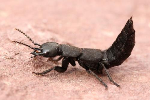 Réf. 118 846 : Ocypus olens