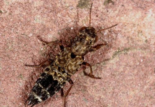 Ontholestes haroldi