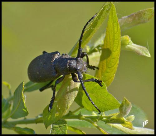 Réf. 118 330 : Lamia textor
