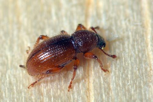 Réf. 118 413 : Exomias pellucidus