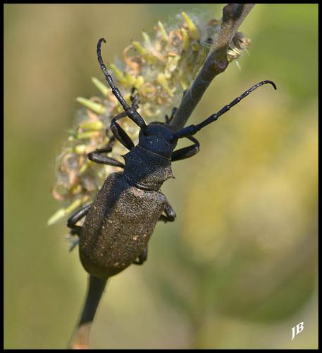 Lamia textor