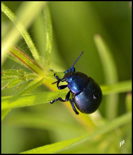Timarcha goettingensis