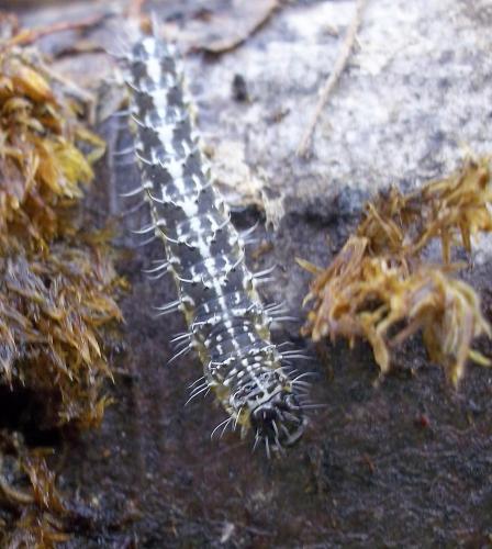 Nyctobrya muralis