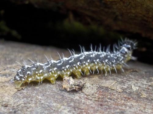 Nyctobrya muralis