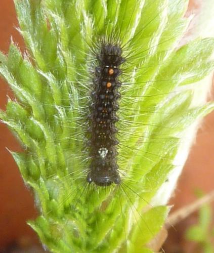 Lymantria dispar