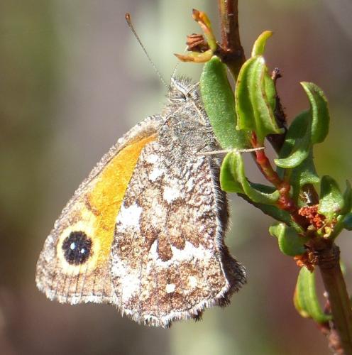 Etcheverrius chiliensis