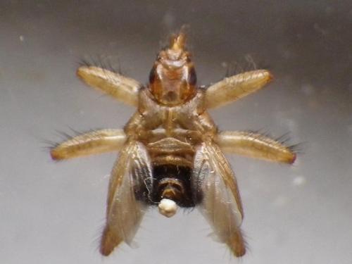 Stenepteryx hirundinis