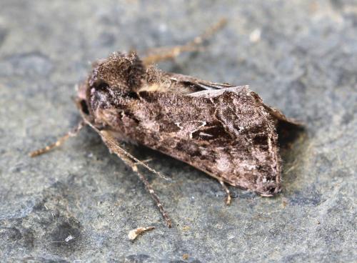 Ctenoplusia accentifera