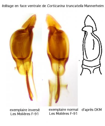 Corticarina truncatella
