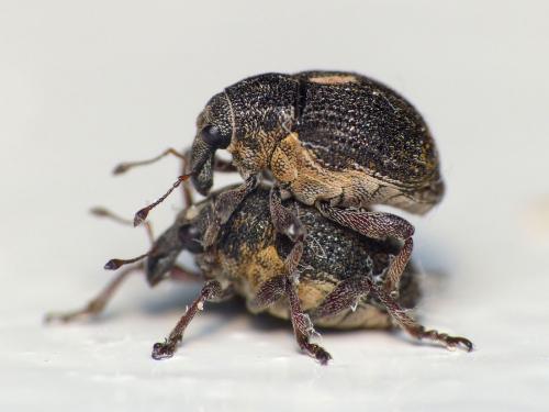 Rhinoncus pericarpius