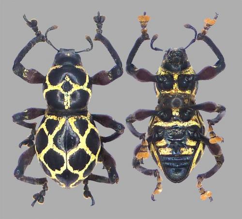 Pachyrhynchus reticulatus