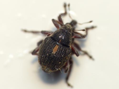 Rhinoncus pericarpius