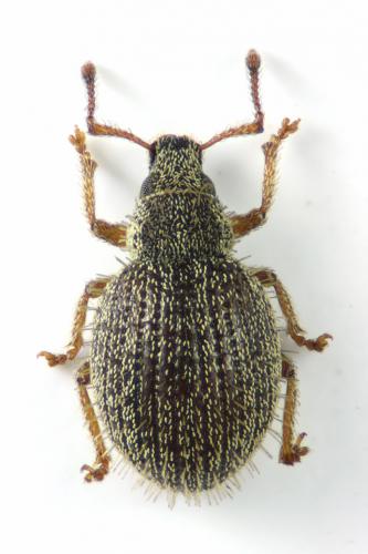 Réf. 118 679 : Brachysomus echinatus