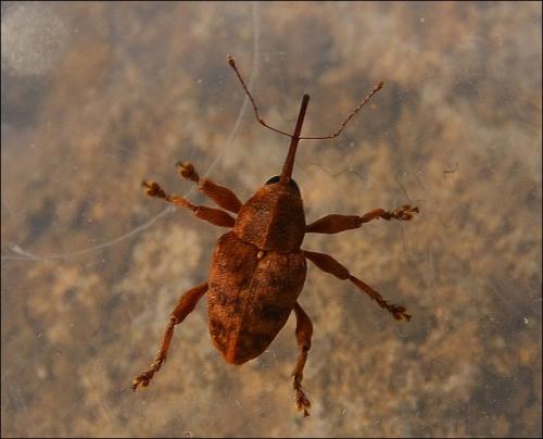 Réf. 118 942 : Curculio sp.