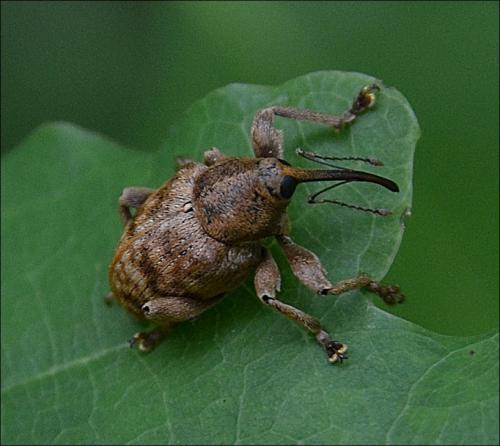 Curculio venosus