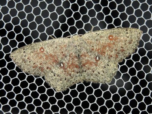Cyclophora pendularia