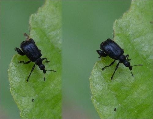 Deporaus betulae