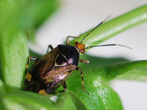 Réf. 118 891 : Deraeocoris flavilinea